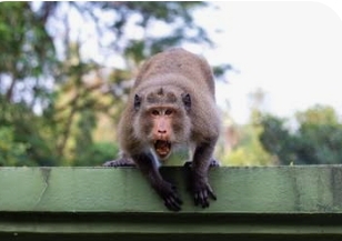 भुसावळ तालुक्यातील पिंपळगाव खुर्द येथे गेल्या पंधरा दिवसांपासून एका माकडाने धुमाकूळ घातल्याने ग्रामस्थांमध्ये भीतीचे वातावरण निर्माण झाले आहे. या घटनेत आतापर्यंत सुमारे ३५ जण जखमी झाल्याची माहिती समोर आली आहे